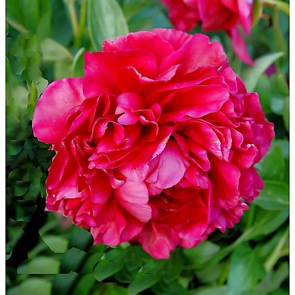Edelpfingstrose Carol - Paeonia,actiflora günstig online kaufen