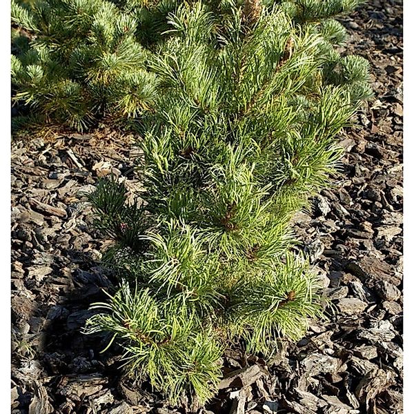 Blaugraue Zwerg Mädchen Kiefer Kusu Dama 25-30cm - Pinus parviflora günstig online kaufen