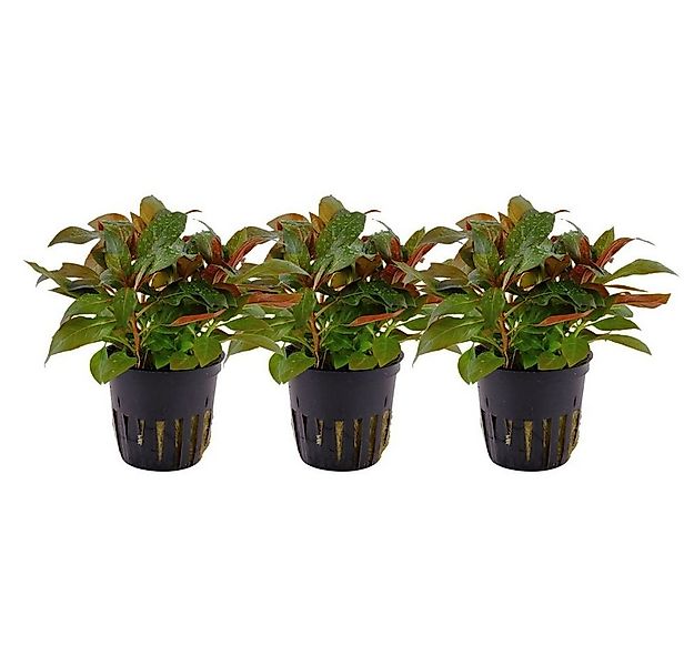 Aquaone Wasserpflanze Aquarium Pflanze 3 Stück Ludwigia glandulosa perennis günstig online kaufen
