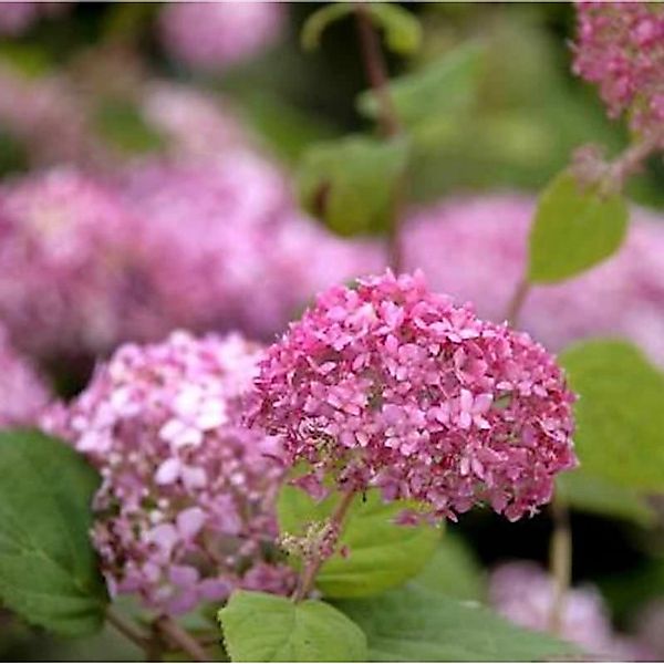 Ballhortensie Pink Annabelle 30-40cm - Hydrangea arborescens günstig online kaufen