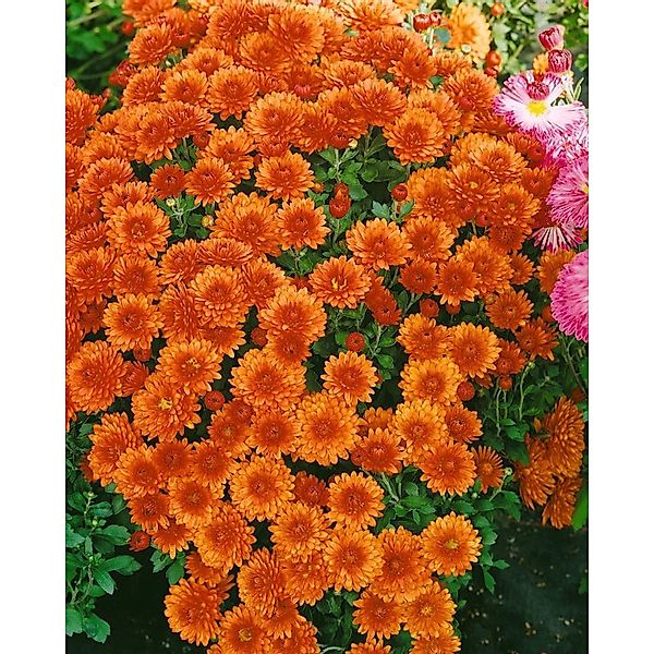 Chrysanthemum X Hort. Bronzekrone Gartenchrysantheme Ca. 9x9 cm Topf günstig online kaufen