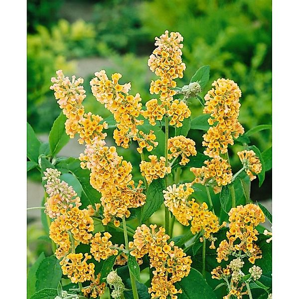 Buddleja Weyeriana Schmetterlingsstrauch 40-60 cm günstig online kaufen