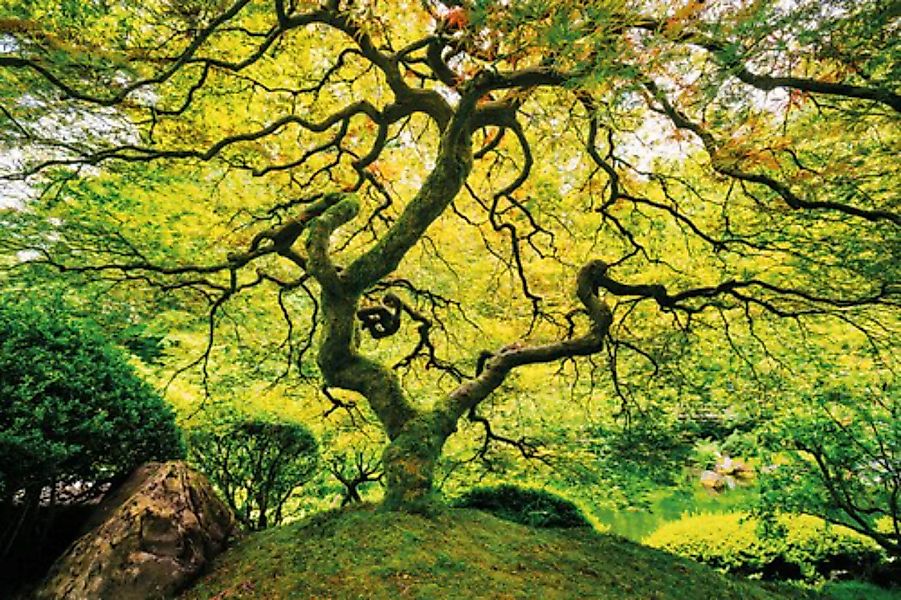 Papermoon Fototapete »Japanese Maple Tree« günstig online kaufen