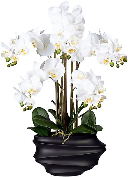 Kunstorchidee Phalaenopsis Orchidee Phalaenopsis, Creativ green, günstig online kaufen