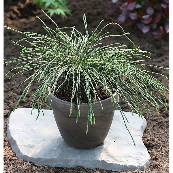 Faden Lebensbaum Whipcord 30-40cm - Thuja plicata günstig online kaufen