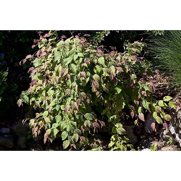 Corylopsis Spicata Duft-Heckenkirsche Gelb 60–80 cm günstig online kaufen