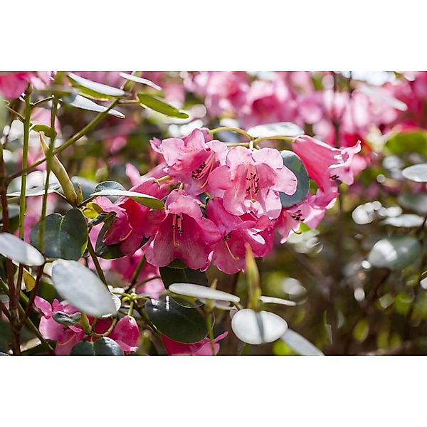 Rhododendron Callimorphum Rosa Blüten 30–40 cm günstig online kaufen