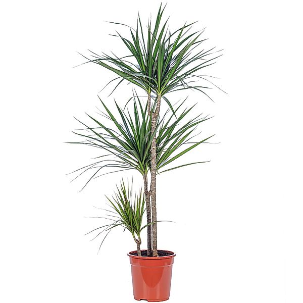 Value Greens Drachenbaum 3-Stamm  Dracaena Marginata  ca. 115 cm Hoch  Topf günstig online kaufen