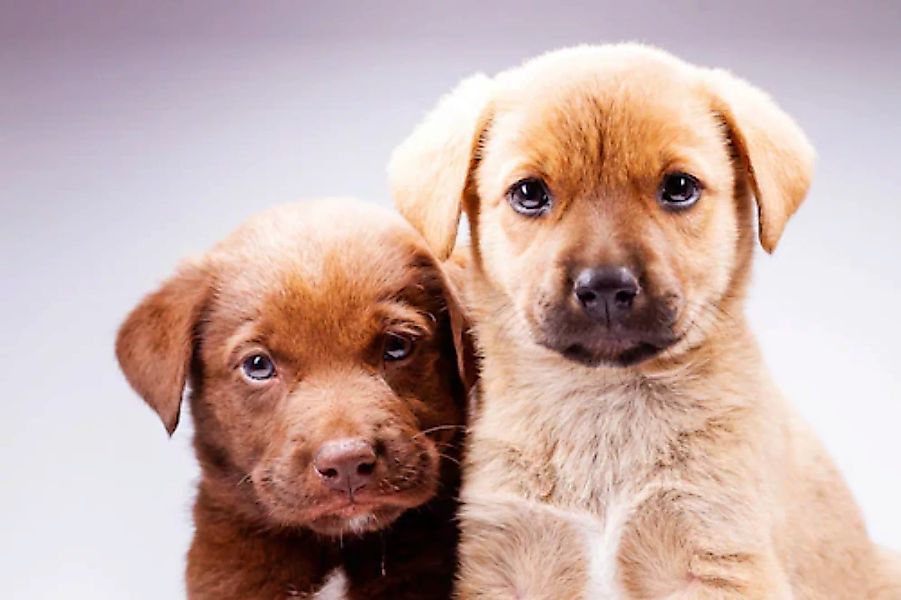 Papermoon Fototapete »Hunde« günstig online kaufen