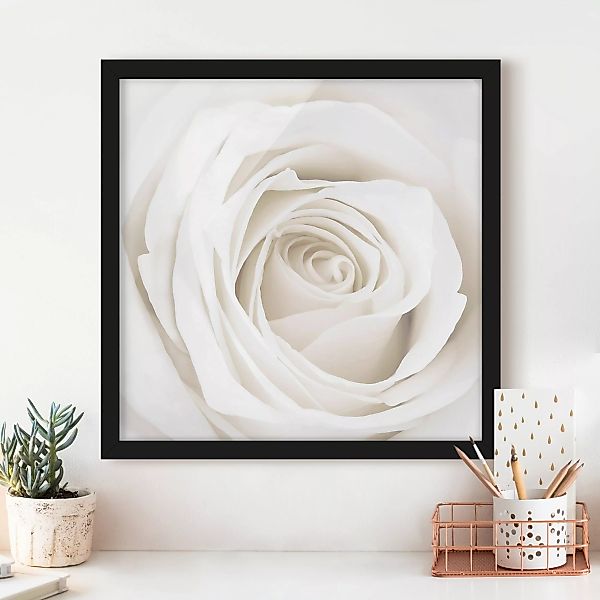 Bild mit Rahmen - Quadrat Pretty White Rose günstig online kaufen