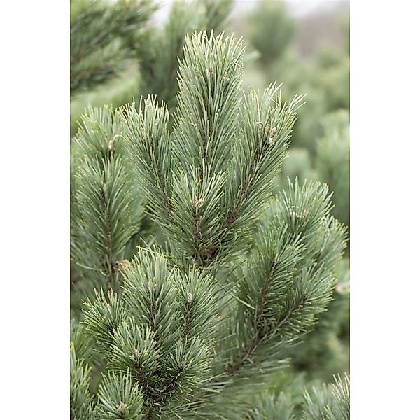 Pinus Cembra Glauca Zirbelkiefer Blaugrün 80–100 cm günstig online kaufen