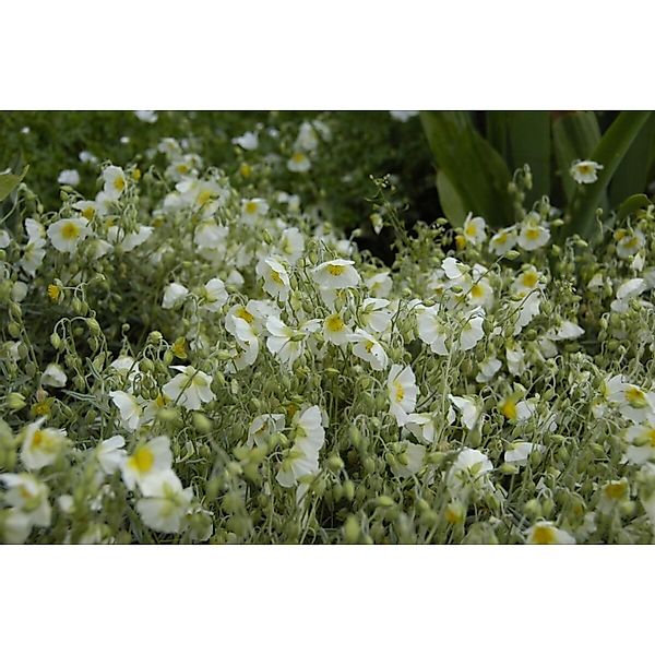 Helianthemum X Cult.'snow Queen' Sonnenröschen Ca. 9x9 cm Topf günstig online kaufen