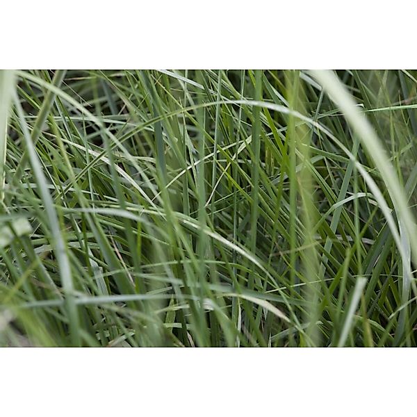 Miscanthus Sinensis Graziella Chinaschilf Ca. 11x11 cm Topf günstig online kaufen