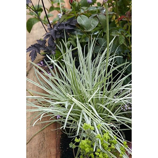 Tulbaghia Violacea Knoblauchkraut Ca. 9x9 cm Topf günstig online kaufen