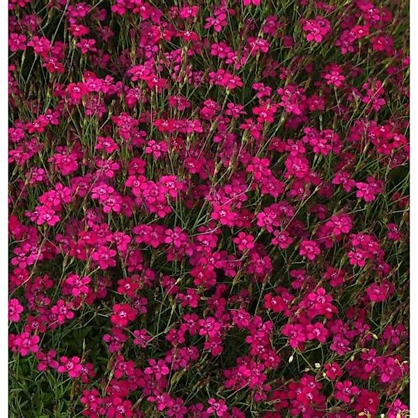 Heidennelke Brilliant - Dianthus deltoides günstig online kaufen