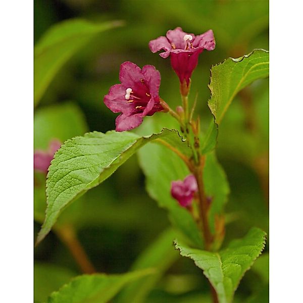 Weigela Bristol Ruby Weigelie Rubinrot 150–175 cm günstig online kaufen
