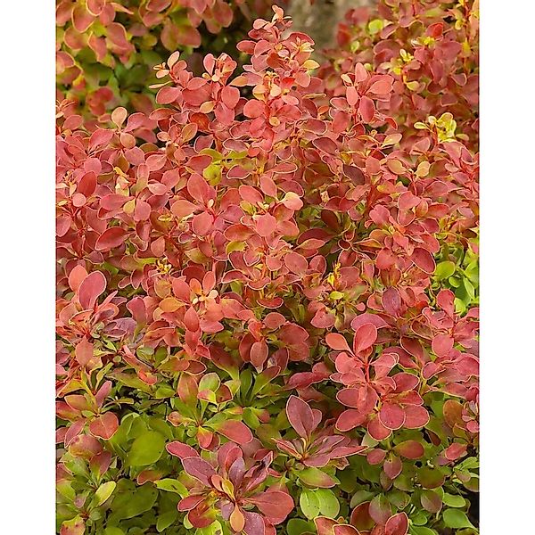 Berberis Thunbergii Erecta Säulen-Berberitze 40–50 cm günstig online kaufen