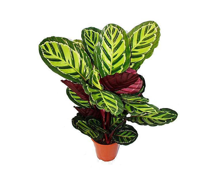 Exotenherz Zimmerpflanze XXL-Schattenpflanze Calathea roseapicta 19cm Topf günstig online kaufen