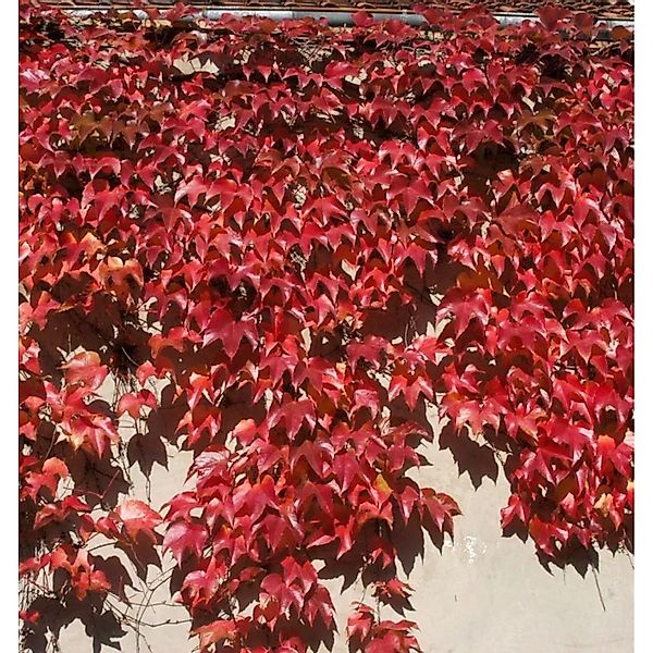 Chinesische Jungfernrebe 40-60cm - Parthenocissus henryana günstig online kaufen