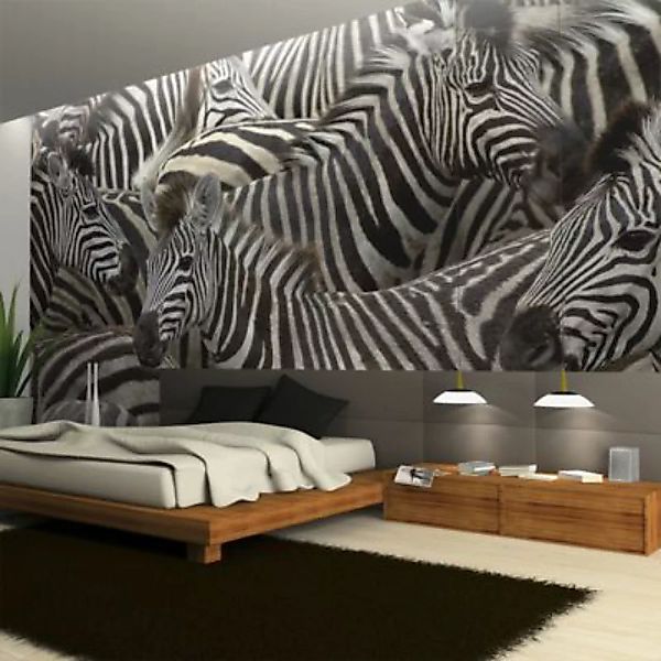artgeist Fototapete Herde von Zebras mehrfarbig Gr. 300 x 231 günstig online kaufen