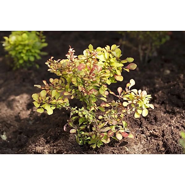 Berberis thunbergii 150-175 cm günstig online kaufen