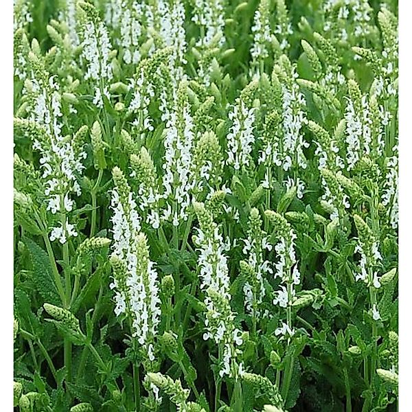 Salbei Adrian - Salvia nemorosa günstig online kaufen