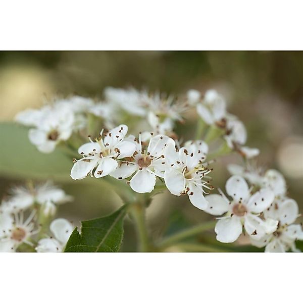 Crataegus Lavallei Carrierei Lederapfel 125 cm Stammhöhe günstig online kaufen
