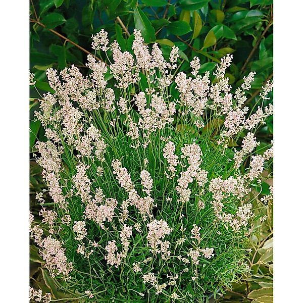 Lavandula Angustifolia Echter Lavendel Rosea Ca 9x9 cm Topf günstig online kaufen