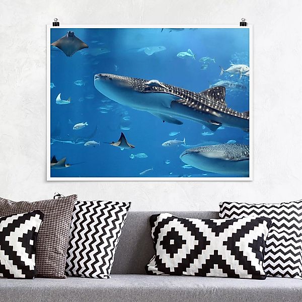 Poster Tiere - Querformat Fish in the Sea günstig online kaufen
