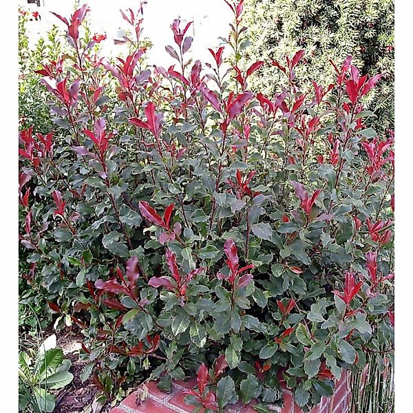 Zwerg Glanzmispel Corallina 30-40cm - Photinia fraseri günstig online kaufen