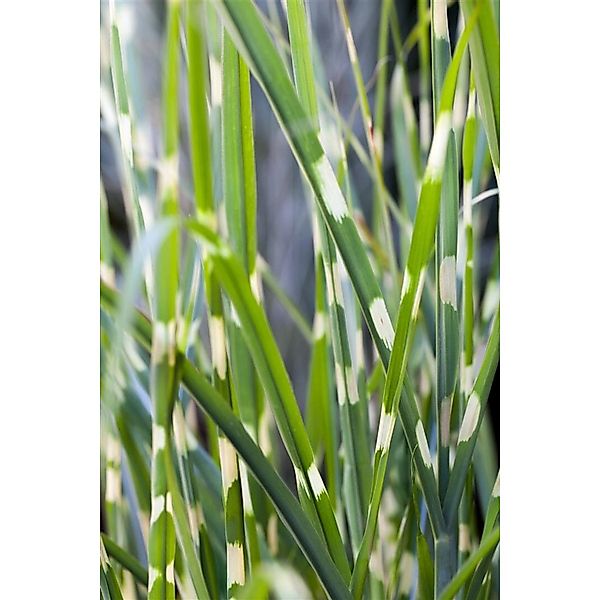 Miscanthus Sinensis Strictus Zebragras Ca. 11x11 cm Topf günstig online kaufen