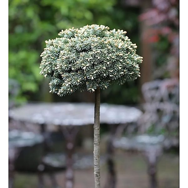 Hochstamm Koreatanne Blauer Eskimo 40-60cm - Abies koreana günstig online kaufen