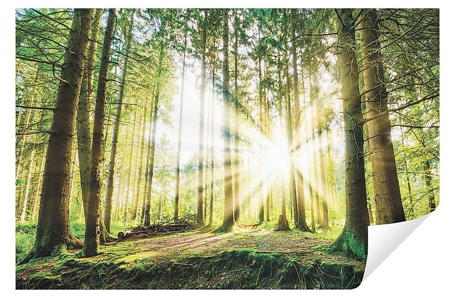 Wallarena Fototapete Wald Sonne Sonnenwald Natur 3D EFFEKT Wohnzimmer Schla günstig online kaufen