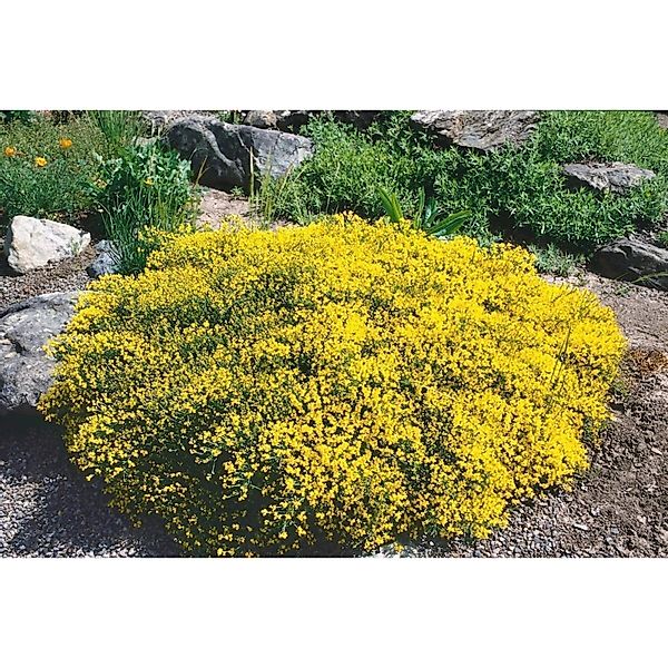 Genista Pilosa Besen-Ginster Gelb 20–30 cm günstig online kaufen