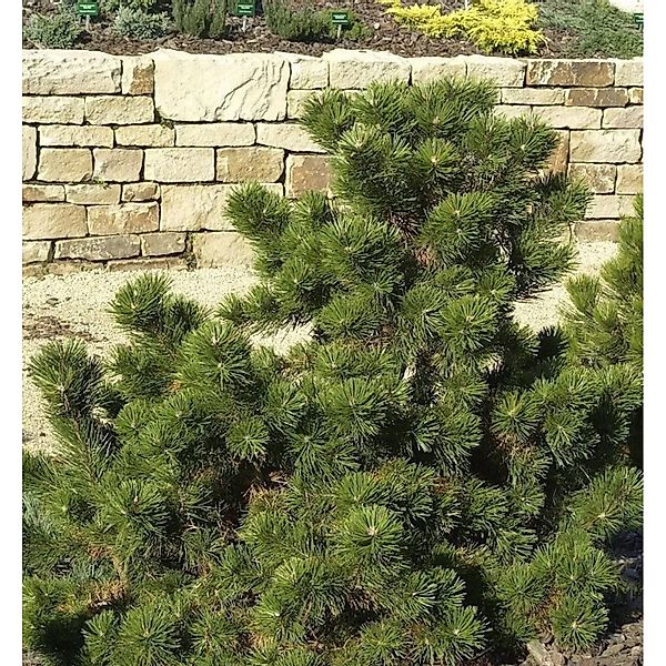 Strauchkiefer Gnom 15-20cm - Pinus mugo günstig online kaufen