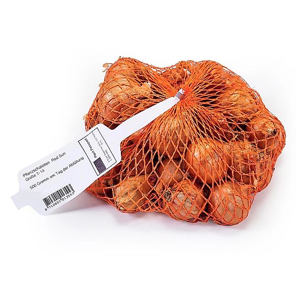 Pflanzschalotte 500 g Allium cepa Red Sun günstig online kaufen