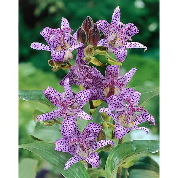 Pflanzen für Dich Staude Tricyrtis hirta, 1 St., Japanische Krötenlilie, Kr günstig online kaufen