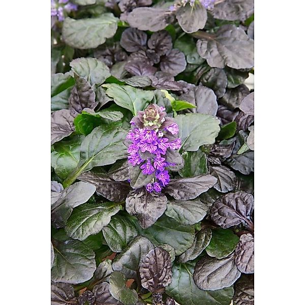 Ajuga Reptans Catlin's Gigant Günsel Ca. 9x9 cm Topf günstig online kaufen