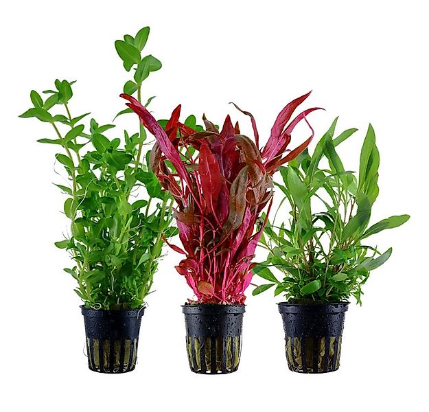 Aquaone Wasserpflanze Pflanzen Set mit 3 Hintergrund Wasserpflanzen Nr.124 günstig online kaufen