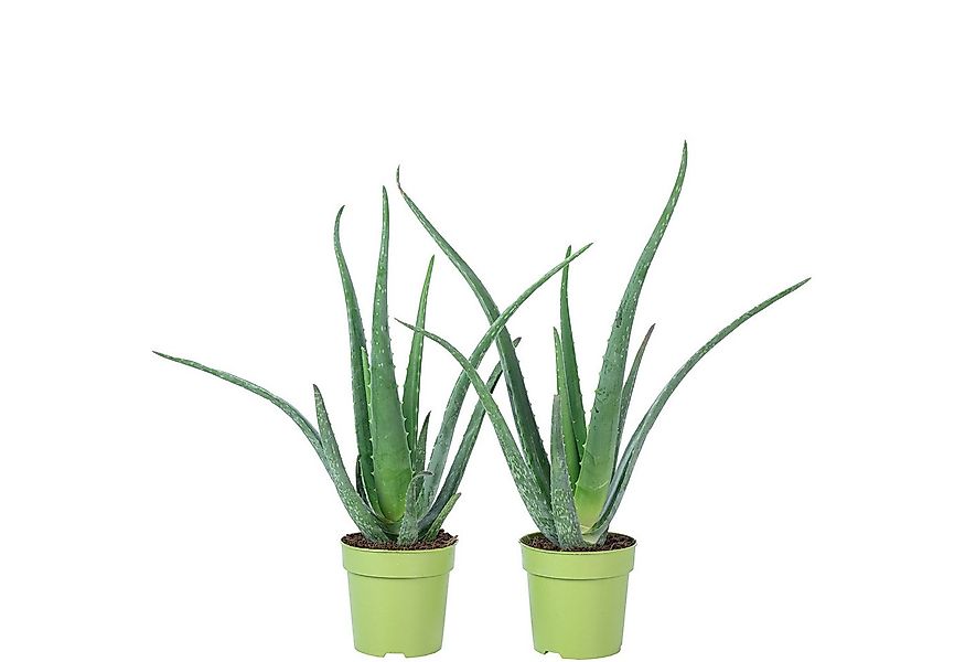 Flowerbox Zimmerpflanze Echte Aloe - Aloe vera, 2er-Set, pflegeleicht - Höh günstig online kaufen