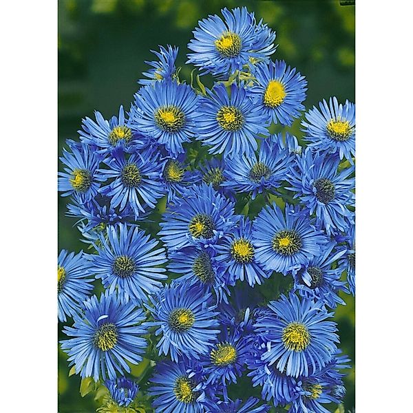 Pflanzen für Dich Staude Aster novae-ang. Barr's Blue, 1 St., Raublatt-Aste günstig online kaufen
