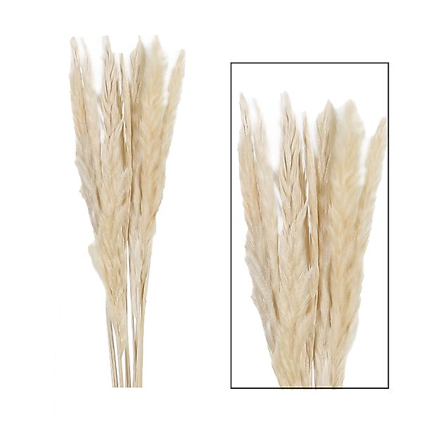 Trockenblume Fluffiges Pampasgras nature 20 Stiele günstig online kaufen