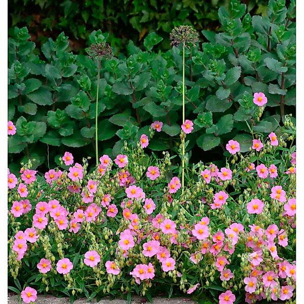 Sonnenröschen Pink Double - Helianthemum günstig online kaufen