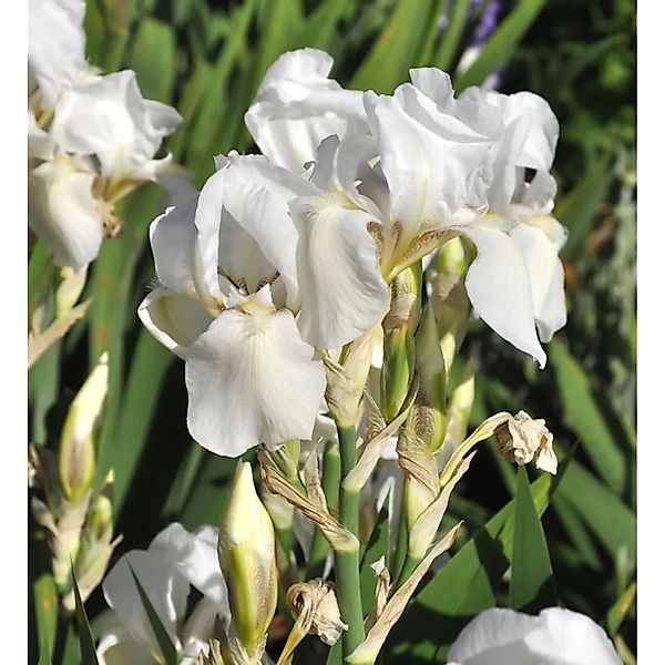 Schwertlilie White Knight - Iris barbata günstig online kaufen