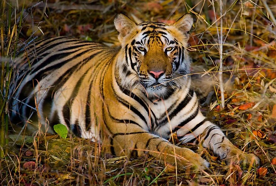 Papermoon Fototapete »Tiger« günstig online kaufen