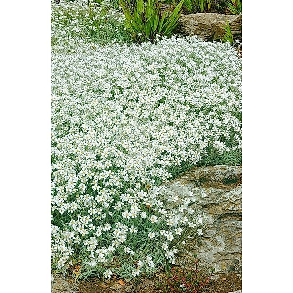 Cerastium Tomentosum Silberteppich Weiß Ca. 9x9 cm Topf günstig online kaufen