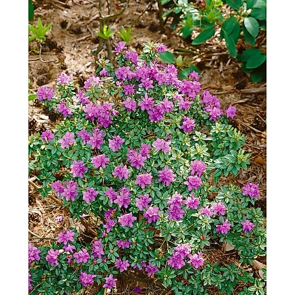 Rhododendron Prostratum Kriechend 25–30 cm günstig online kaufen