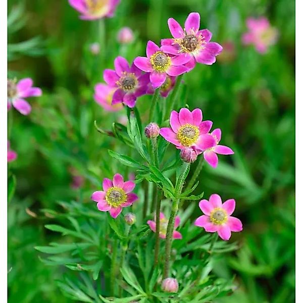 Windröschen Annabella Deep Rose - Anemone multifida günstig online kaufen
