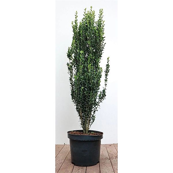 Ilex crenata 'Fastigiata' 80-100 cm günstig online kaufen