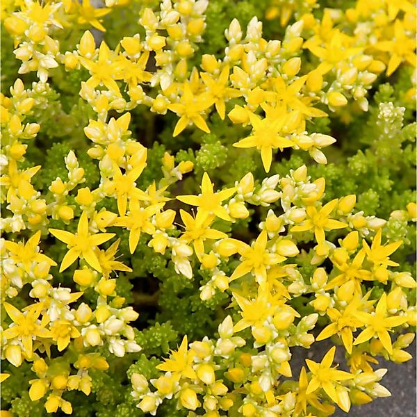 Scharfer Mauerpfeffer Yellow Queen - Sedum acre günstig online kaufen